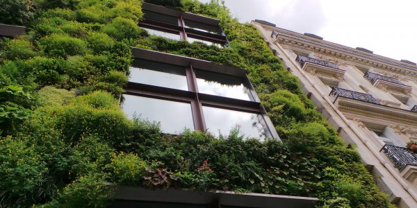 Les murs végétaux : de la verdure à la pointe de la technologie